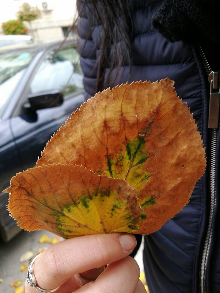 14716072_10153817345336951_8389751757342602675_n