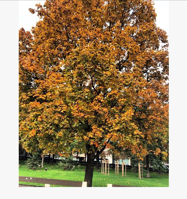 14731189_10208950222465442_8427171501187767542_n